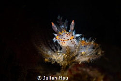 Polycera abei by Julian Hsu 